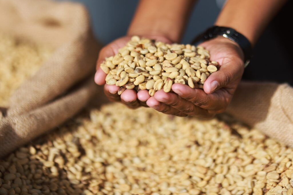 Producción de café en Venezuela roza los 4 millones de quintales